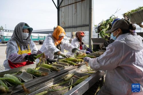 北大倉 糧食產(chǎn)量連續(xù)15年全國居首 首次突破1600億斤