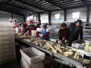 豐收 豐收 寶清巾幗唱響大地贊歌 一