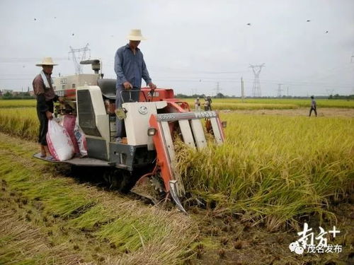 茂南五大農(nóng)特優(yōu)品,誰(shuí)是你的 菜